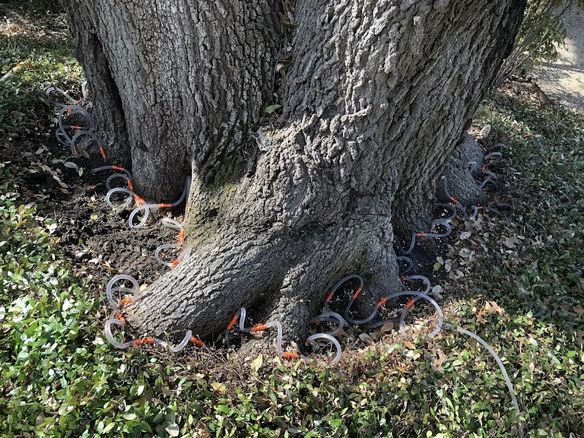 Detailed Tree Cabling and Bracing job site in East Otto