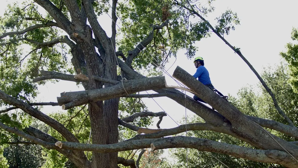 Professional Crown Thinning performed by certified arborists in East Otto