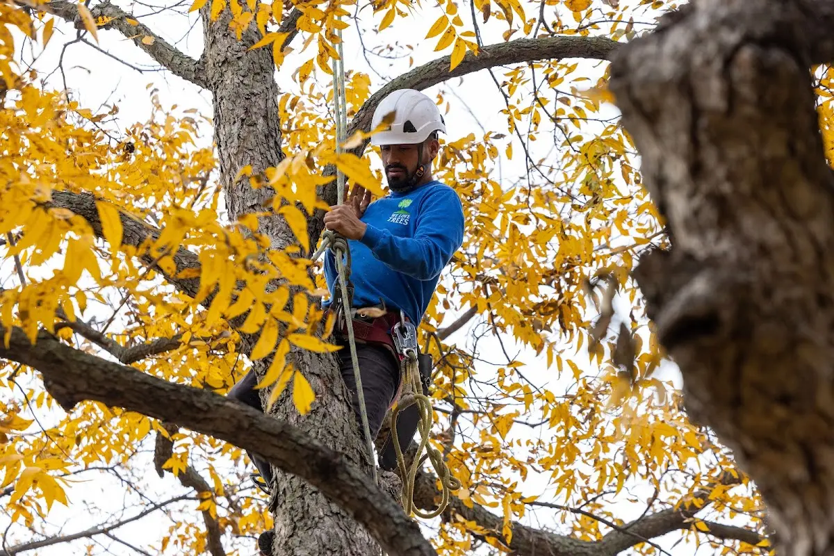 Skilled Storm Damage Cleanup crew working in East Otto