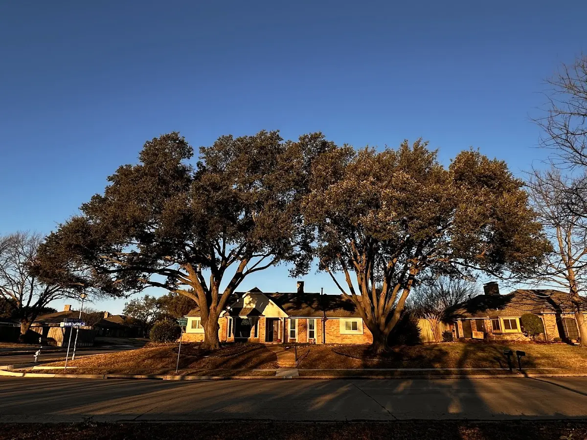 Established residential canopy tree shading a home in East Otto